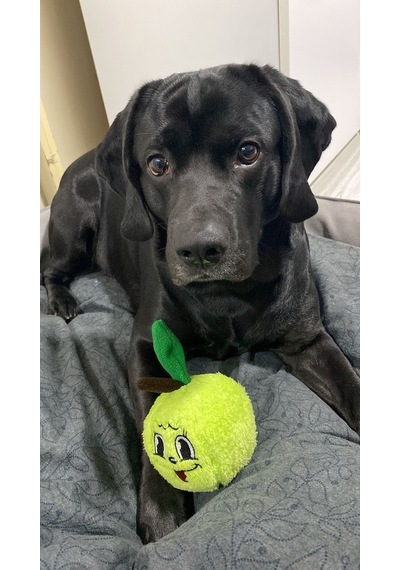 Havhav Haşarı Yeşil Elma Peluş Köpek Oyuncağı