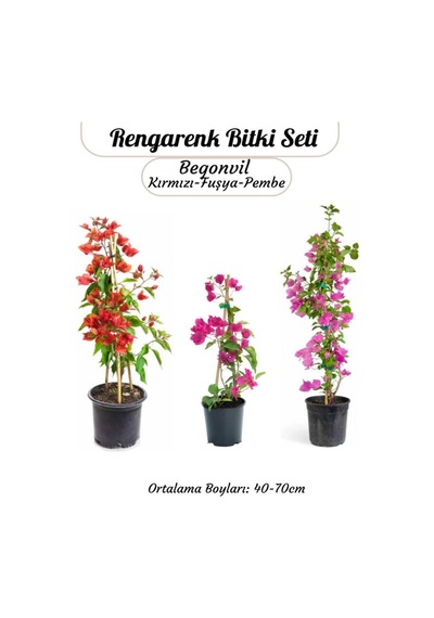 3'lü Rengarenk Begonvil Seti Kırmızı -pembe- Fuşya Renk Saksılı Sarmaşık Bitki