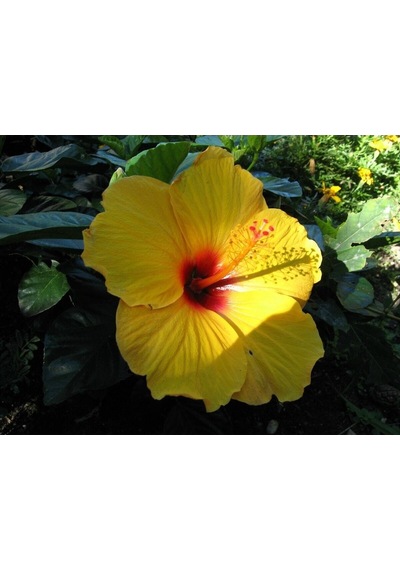 Videolu Japon Gülü Çiçeği Fidanı 3'lü Sarı Kırmızı Turuncu 40-60 Cm Saksılı Çiçekli Bodur Hibiscus