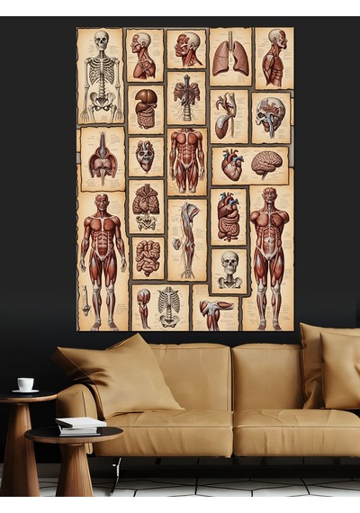 Antik Tıbbi İnsan Anatomisi Çizimleri Dekoratif Kanvas - Mdf Ahşap Tablo