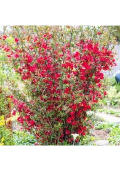 Japon Ayvası Bahar Dalı Fidanı Chaenomeles Japonica 30-50 Cm