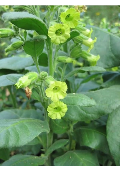 Midewiwan Sacred Tobacco Çiçeği Tohumu 40 Tohum
