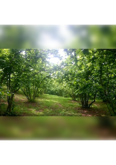 Giresun Yabanisi Fındık Fidanı 70 İle 120 CM Arası 5 Adet