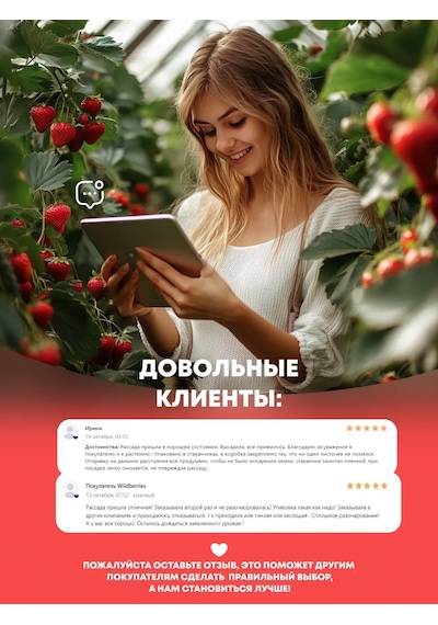 Мишутка Çilek Fide Fidanı, 4 Ad