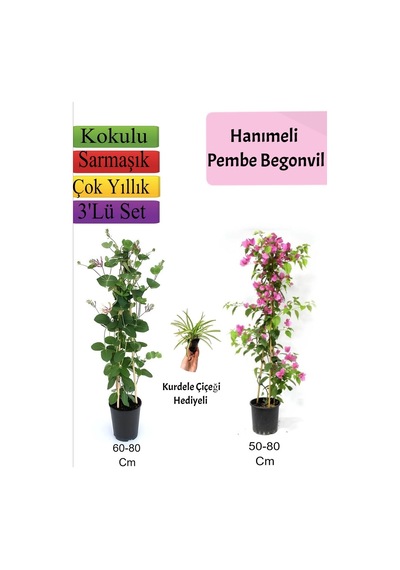 Hanıme+ Pembe Begonvil+ Kurdele Çiçeği