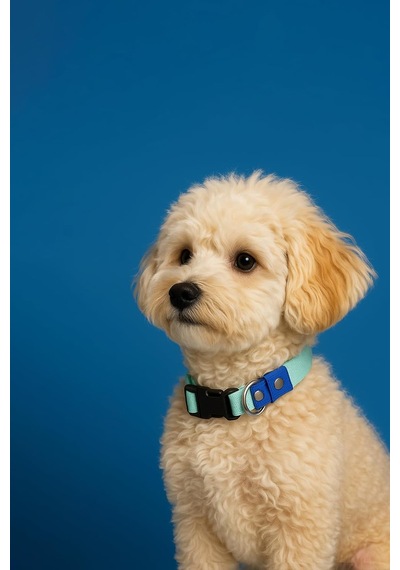Sky Mood Ayarlanabilir Köpek Boyun Tasması Xs