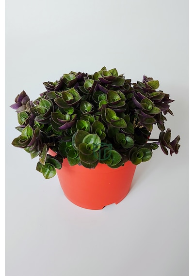 Callisia Repens Turtle Vine Dekoratif Sarkan Ev Bitkisi