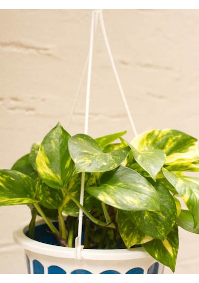 Videolu Alacalı Pothos Potos Salon Sarmaşığı Mini Saksılı 10 30 Cm 1 Adet Iç Mekan Bitkisi