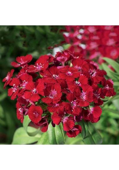 Dianthus Superbus Kırmızı Bol Kokulu Karanfil Çiçeği Tohumu 100 A