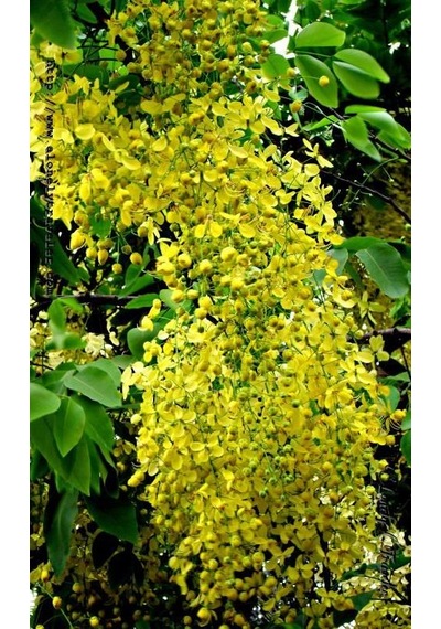 Sarı Salkım Fidanı Laburnum Anagyroides 1-2 Yaş