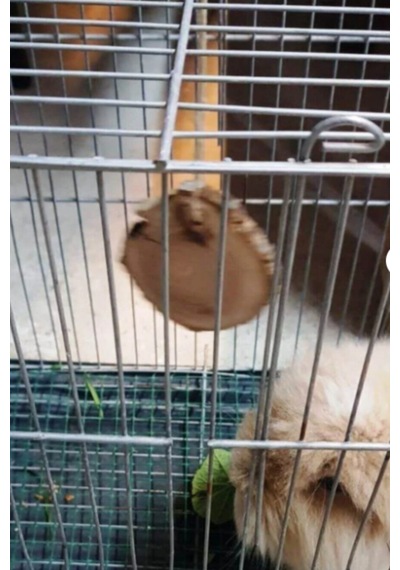 Doğal Ahşap Kemirme Oyuncağı Hamster Ve Tavşanlar İçin Sağlıklı Ve Dayanıklı Oyuncak