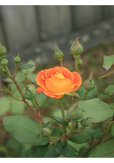 Minyatür Gül Turuncu Renkli 20 40 Cm 1 Adet Aşılı Gül Orange Rose