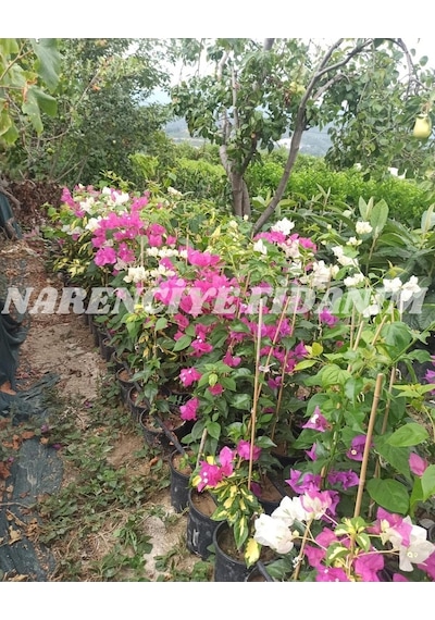 1 Adet Mor Renk Sarıcılı Begonvil Çiçeği Fidanı 80-110cm Çiçekli Bodur Bitkiler Purple Bougainvillea