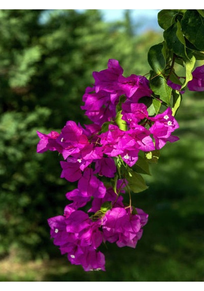 Fuşya Begonvil Çiçeği Fidanı 30-45 Cm Saksılı Çiçekli Bodur Bitkiler Bougainvillea