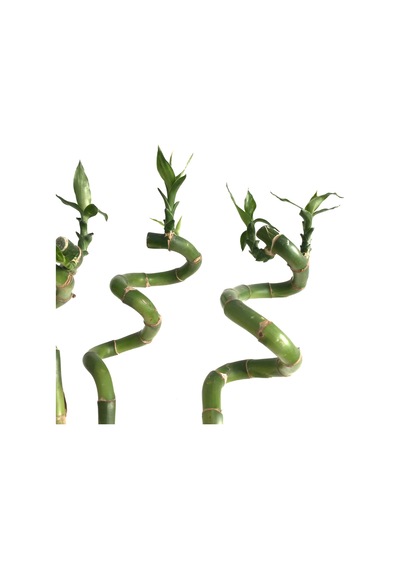 Lucky Bamboo (Şans Bambusu) (5 Adet)