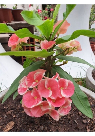 Pembe Alacalı Milli Dikenler Tacı 1 Adet Saksılı 25-45 Cm Euphorbia