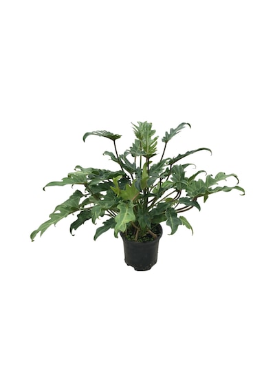 Philodendron Xanadu Ø17 CM H45-50 CM