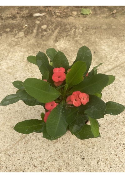 Videolu Milli Dikenler Tacı Kırmızı Çiçekli 15 45 Cm Saksılı Kaktüs Euphorbia