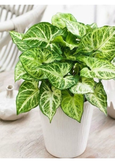 Melek Kanadı Xl Iç Mekan Bitkisi Syngonium Podophyllum 'white Butterfly'
