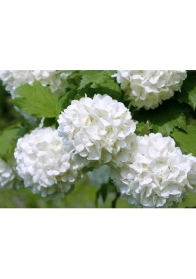 Kartopu Çiçeği Fidanı 40-60 Cm