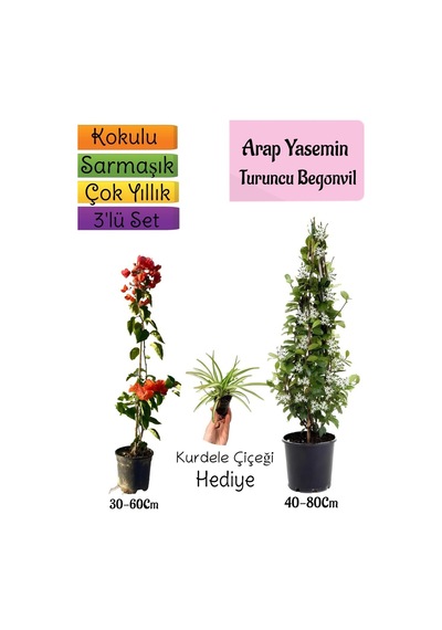 Mis Kokulu Arap Yasemini Turuncu Begonvil Kurdele Çiçeği Hediyeli 3'lü Bahçe Seti
