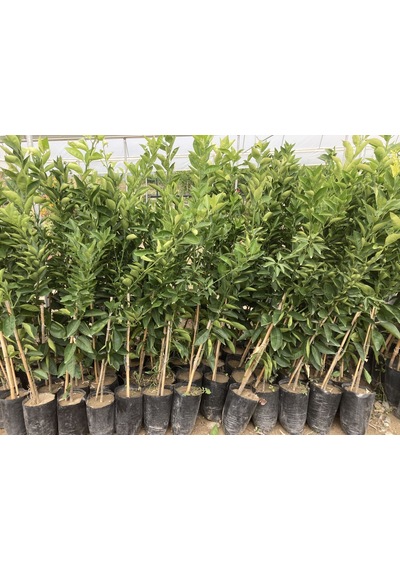 Tüplü Dekopon Mandalina Fidanı