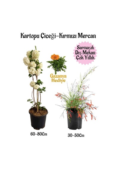 Kartopu Çiçeği 1 Adet +kırmızı Mercan 1 Adet+turuncu Gazanya Saksılı Bahçe Seti