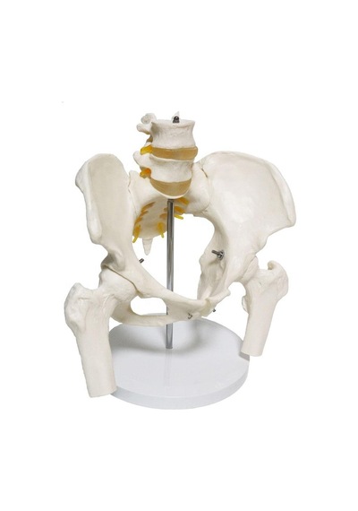 Omurga Pelvis Maketi Model 24