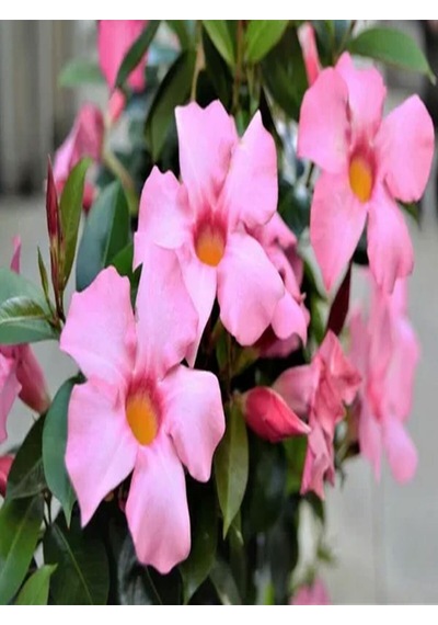 Videolu 3'lü Pembe Renk Mandevilla Sarmaşığı Çiçeği 40-60 Cm Tüplü Çiçekli Bodur Bitkiler