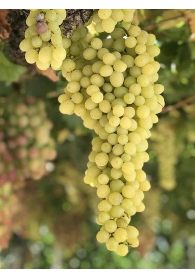 Videolu Bal Gibi Çekirdeksiz Üzüm Fidesi 30-60 Cm Tüplü Dış Mekan Ağaç Grape Seedling
