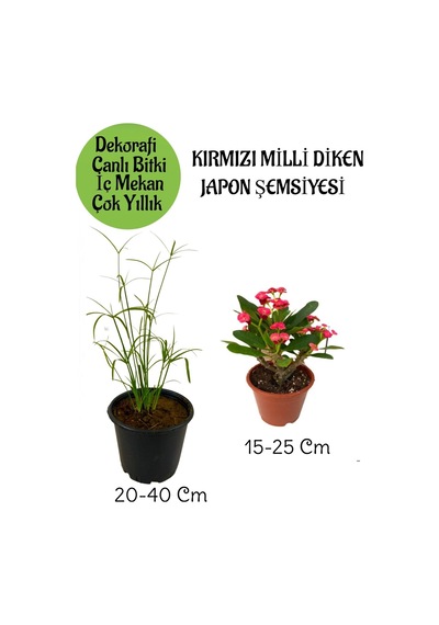 Japon Şemsiyesi 1 Adet Saksılı+kırmızı Milii Dikenler Tacı1 Adet Saksılı Salon Bitkisi