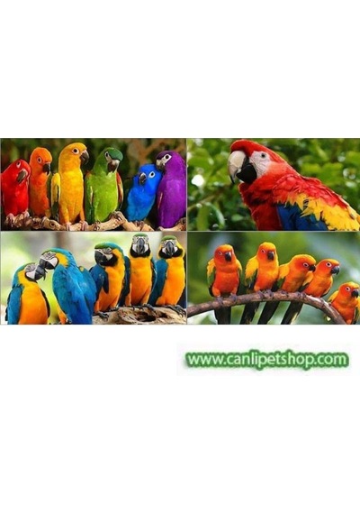 Canlipetshop Akvaryum Dogal Dal Tünek Kızıl Renk Çatal Şekilli 25-30 cm