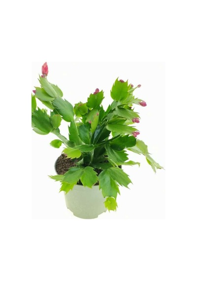 Pembe Renk Yılbaşı Çiçeği Schlumbergera Truncata 1 Adet Saksılı 10-15cm