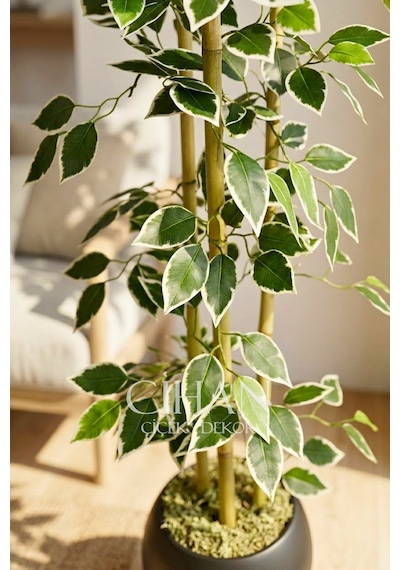 Yapay Alacalı Ficus Ağacı 3 Bambulu 110 Cm 27 33 Siyah Küre Saksılı Beyaz