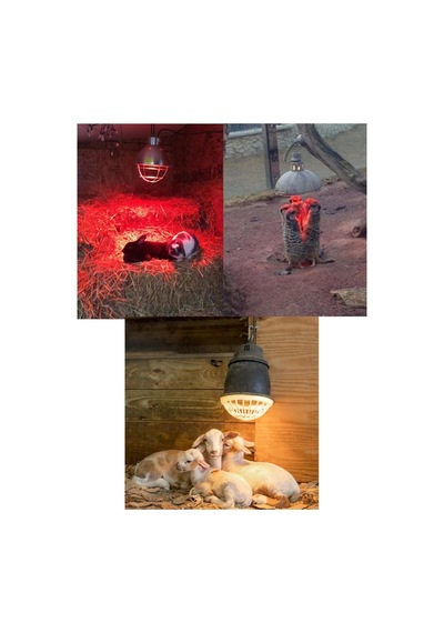 Philips 250w Kızılötesi Infrared Hayvan Isıtma Ve Fizik Tedavi Lambası, Kırmızı Işık, Br125