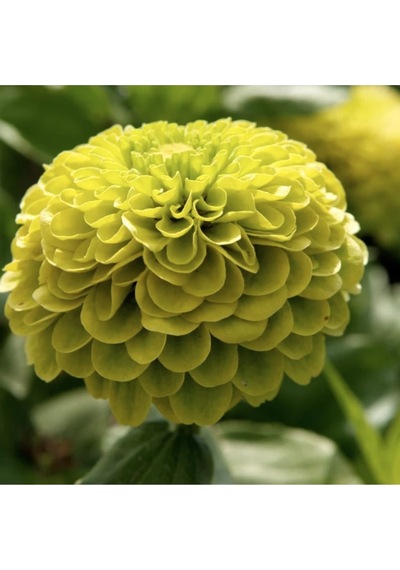 10 Adet Zinnia Elegans Tohumu