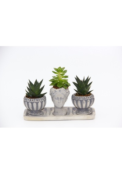 Trio Helen Gri Sukulent Seti - Haworthia Limifolia. Echeveria