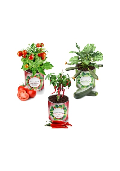 Konserve Bahçem Domates + Acı Biber + Kabak Yetiştirme Kiti 3 Adet
