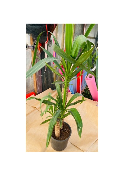 Yucca Çiçeği Canlı Bitki