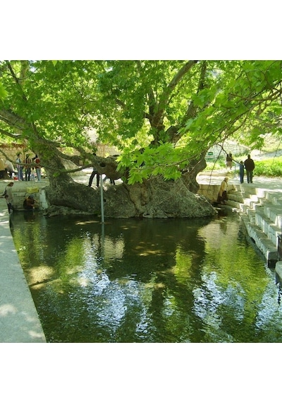 Tüplü Çınar Ağacı platanus Orientalis Fidanı