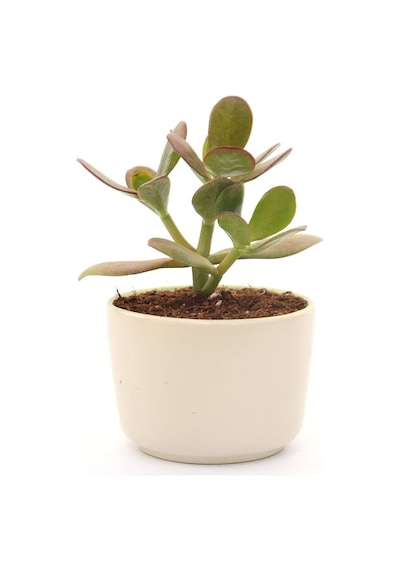 Para Çiçeği Crassula Ovata 5 Adet