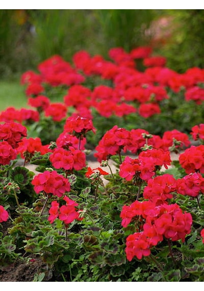 Videolu Canlı Kırmızı Premium 1 Adet Sardunya Çiçeği 15-40cm Saksılı Geranium
