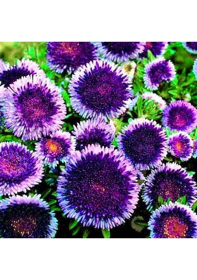 Ponpon Blue Aster Çiçeği Tohumu 50 Tohum