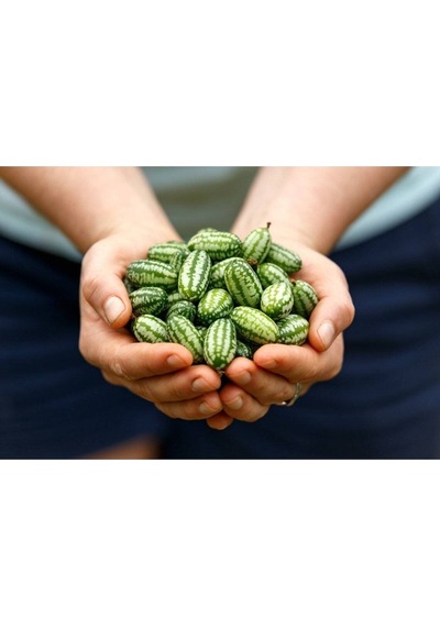 10 Adet Cüce Cucamelon Salatalık Tohumu