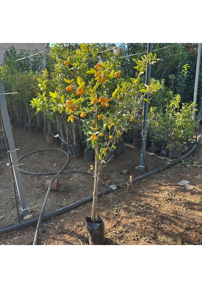 Yenilebilir Bol Meyveli Mini Süs Mandalina Fidanı, 130 Cm Üzeri Tüplü Ve Aşılı