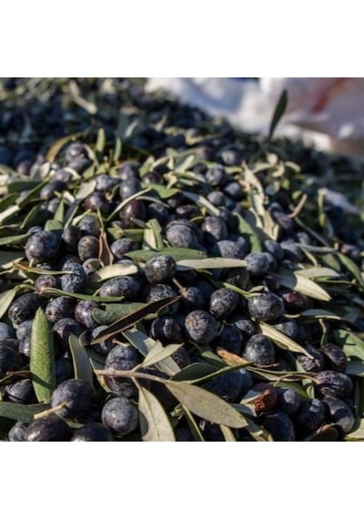 Tüplü Yağlık Ve Yemelik Elazığ Zeytini Fidanı