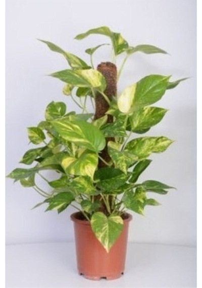 Potos Salon Ev Sarmaşığı Patos Çiçeği Epipremnum 60-70 Cm