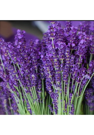 Lavandula Angustifolia Lavanta Tohumu 20000 Tohum