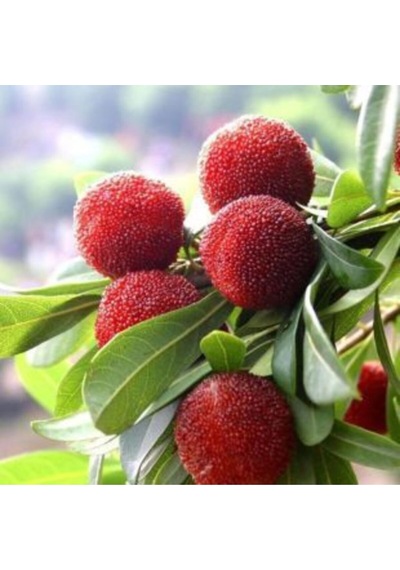 Ithal Tropikal Myrica Tohumu Ekim Seti