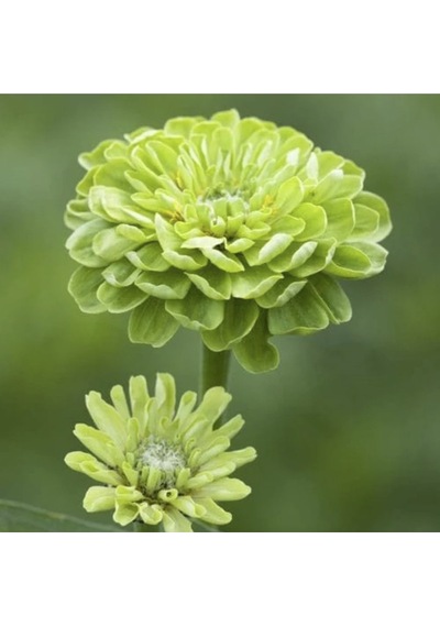 10 Adet Zinnia Elegans Tohumu